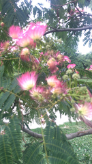 Albizia julibrissin