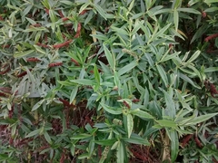 Veronica stricta stricta