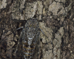Cicada cretensis