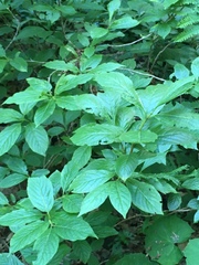 Lonicera alpigena