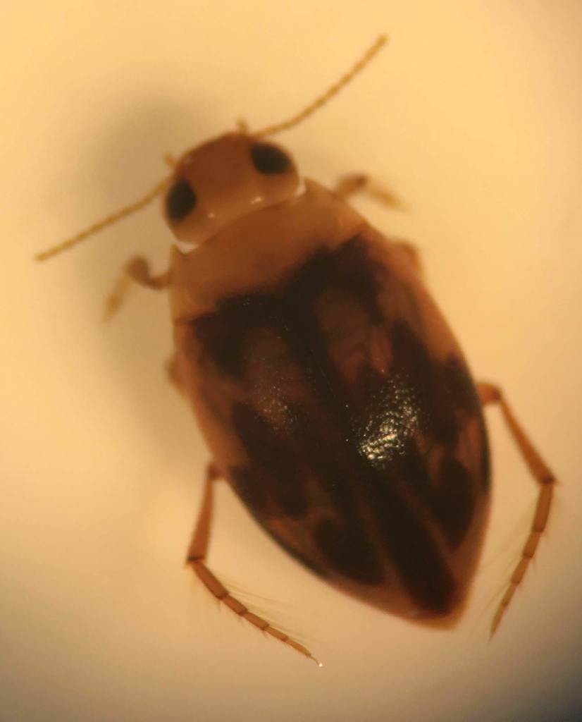 Neoporus hybridus