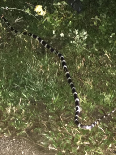 Suzhen’s Krait