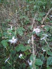 Dianthus arenarius