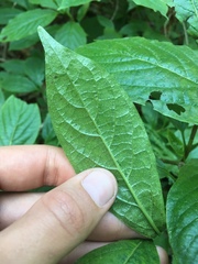 Lonicera alpigena