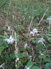 Dianthus arenarius