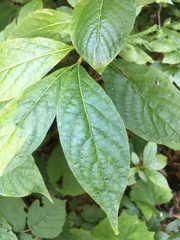 Lonicera alpigena