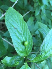 Lonicera alpigena