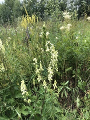 Aconitum lasiostomum
