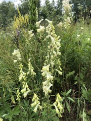 Aconitum lasiostomum