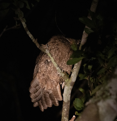 Marbled Frogmouth (Podargus ocellatus), photo 10