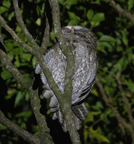 Marbled Frogmouth (Podargus ocellatus), photo 9