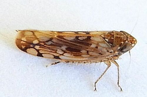 Osbornellus bifasciatus