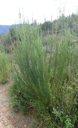 Image of Cliffortia burchellii by (c) Nicola van Berkel, some rights reserved (CC BY-SA)