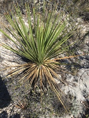 Dasylirion cedrosanum