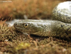 St John's Keelback Water Snake photo 1