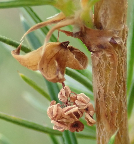 Image of Cliffortia burchellii by (c) Nicola van Berkel, some rights reserved (CC BY-SA)