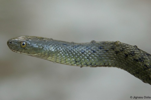 Photo of a St. John's Keelback (Fowlea sanctijohannis)