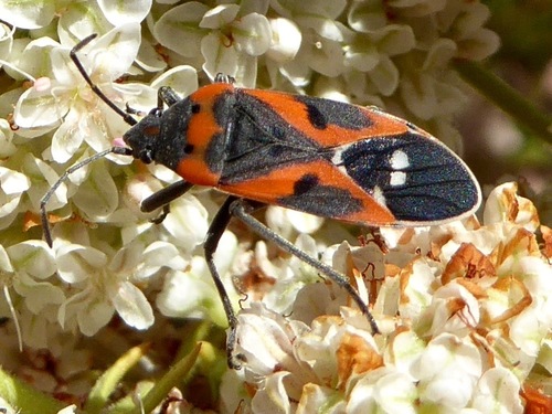 Small Milkweed Bug, photo 5 of 8