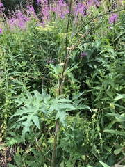 Aconitum lasiostomum