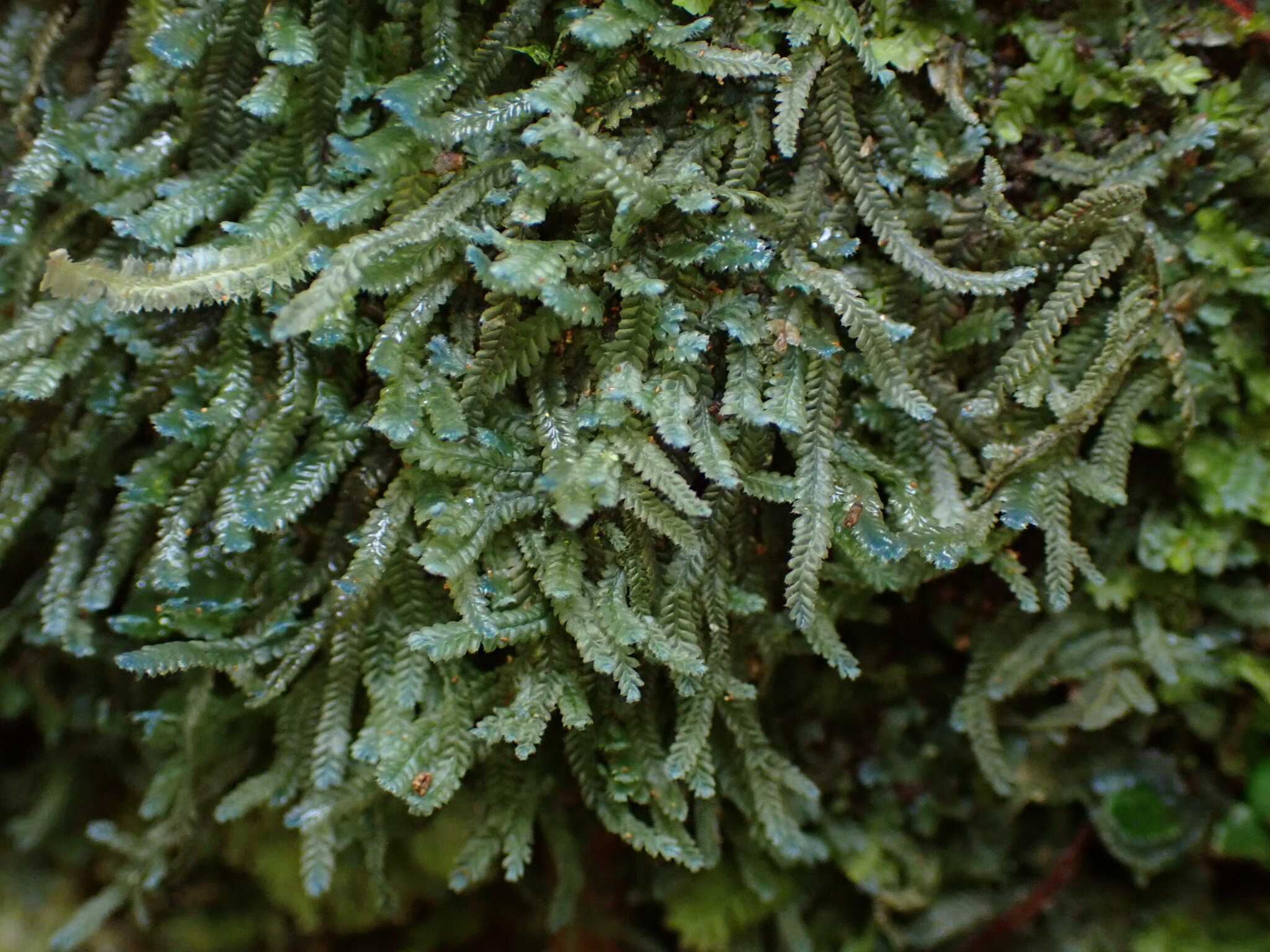 Heteroscyphus echinellus var. echinellus