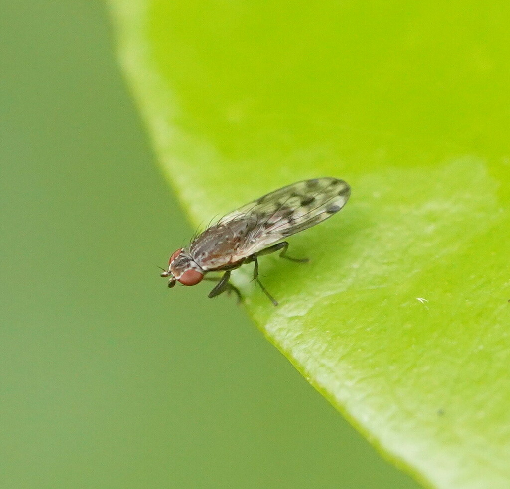 Trixoleria