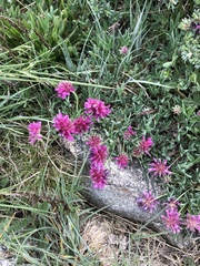 Trifolium attenuatum