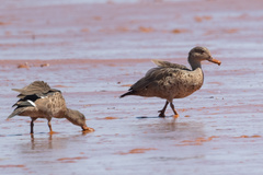 Bernier's Teal photo 4