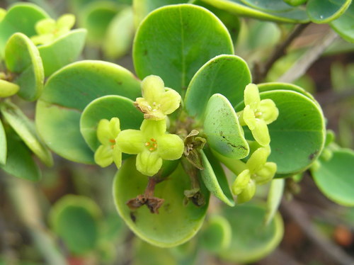 Wikstroemia retusa A.Gray