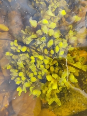 Fucus spiralis