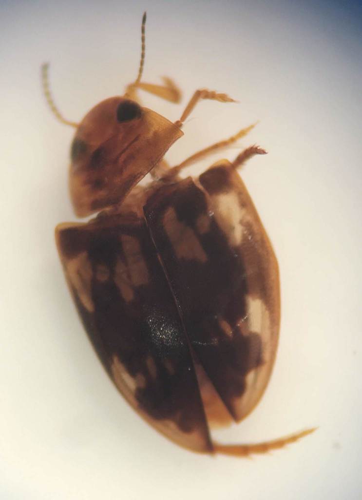 Neoporus asidytus