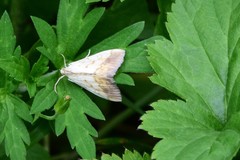 Evergestis extimalis