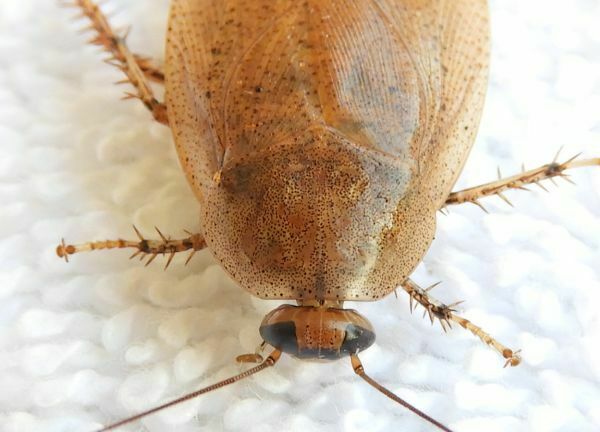 Maya cockroach