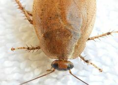 Maya cockroach