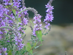 Lythrum salicaria