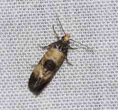 Neocochylis dubitana