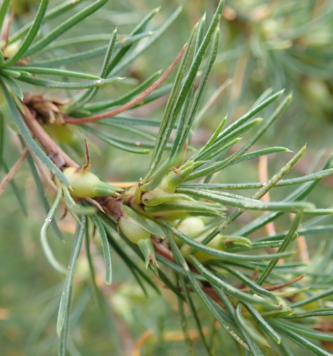 Image of Cliffortia burchellii by (c) Nicola van Berkel, some rights reserved (CC BY-SA)