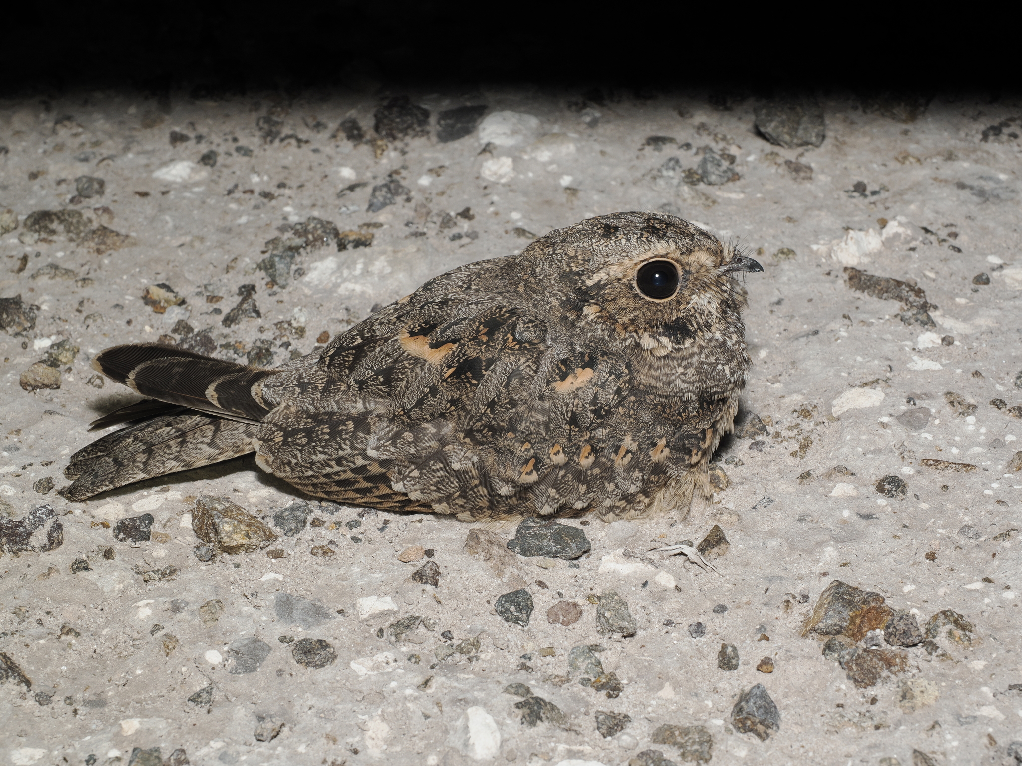 Savanna Nightjar