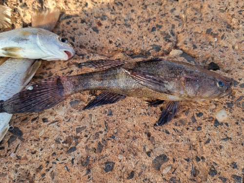 Senegal sleeper (Eleotris senegalensis) — Eleotridae