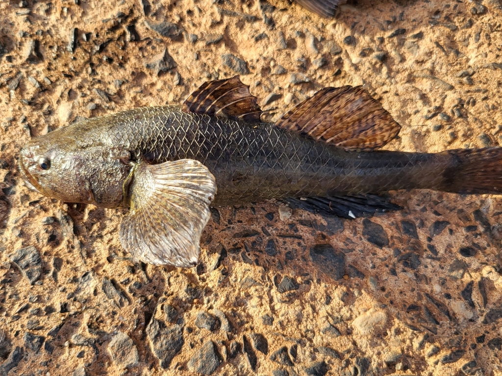 Senegalese slaapgrondel (Eleotris senegalensis) — Eleotridae