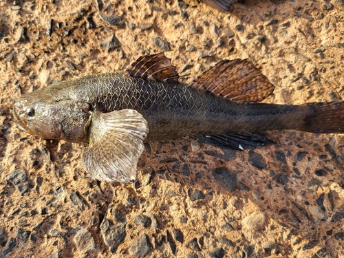 Eleotris senegalensis