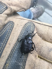 Osmoderma scabra