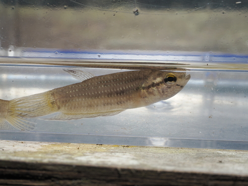 Betta edithae