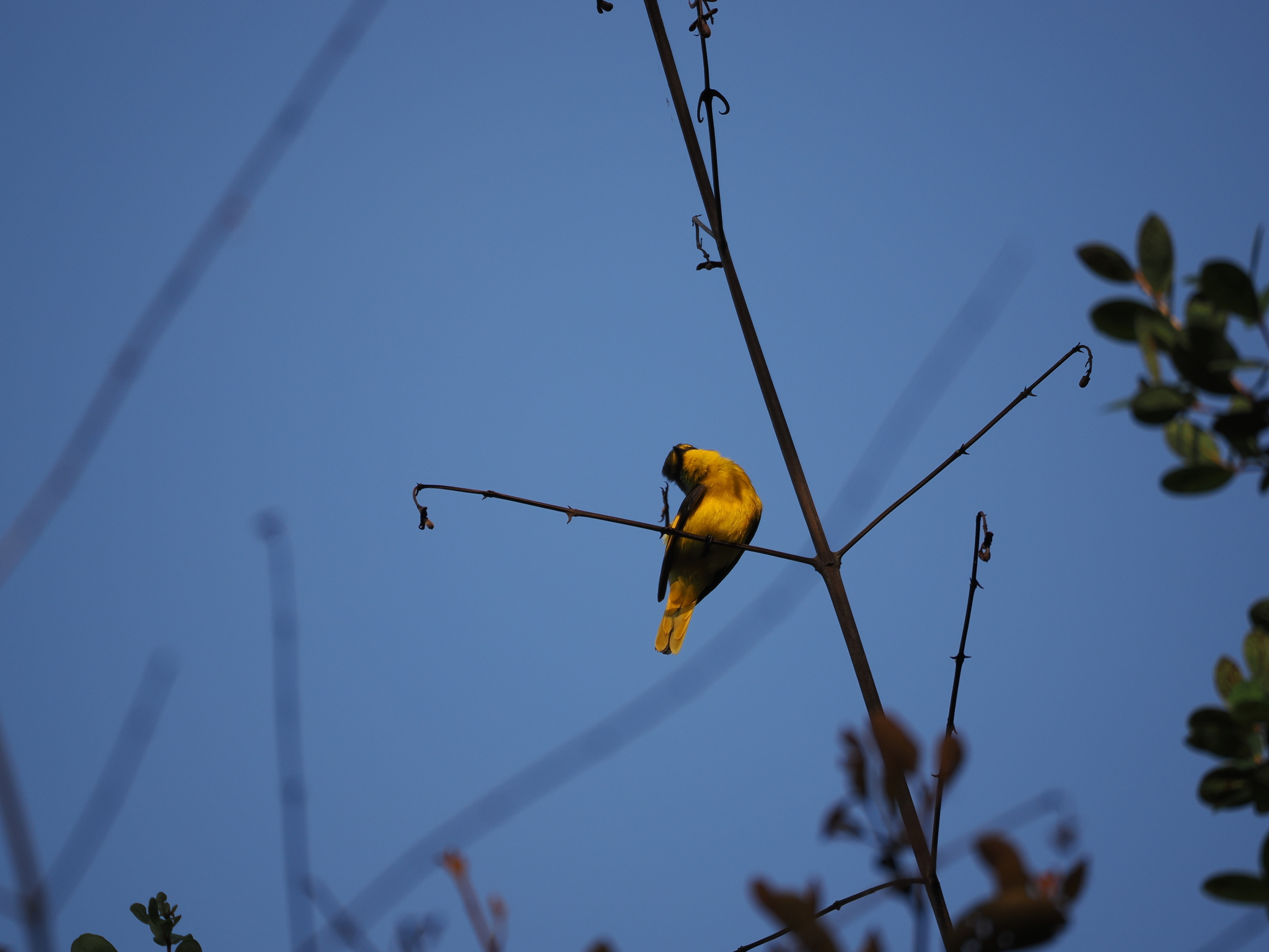 Fiery Minivet (Pericrocotus igneus), photo 5