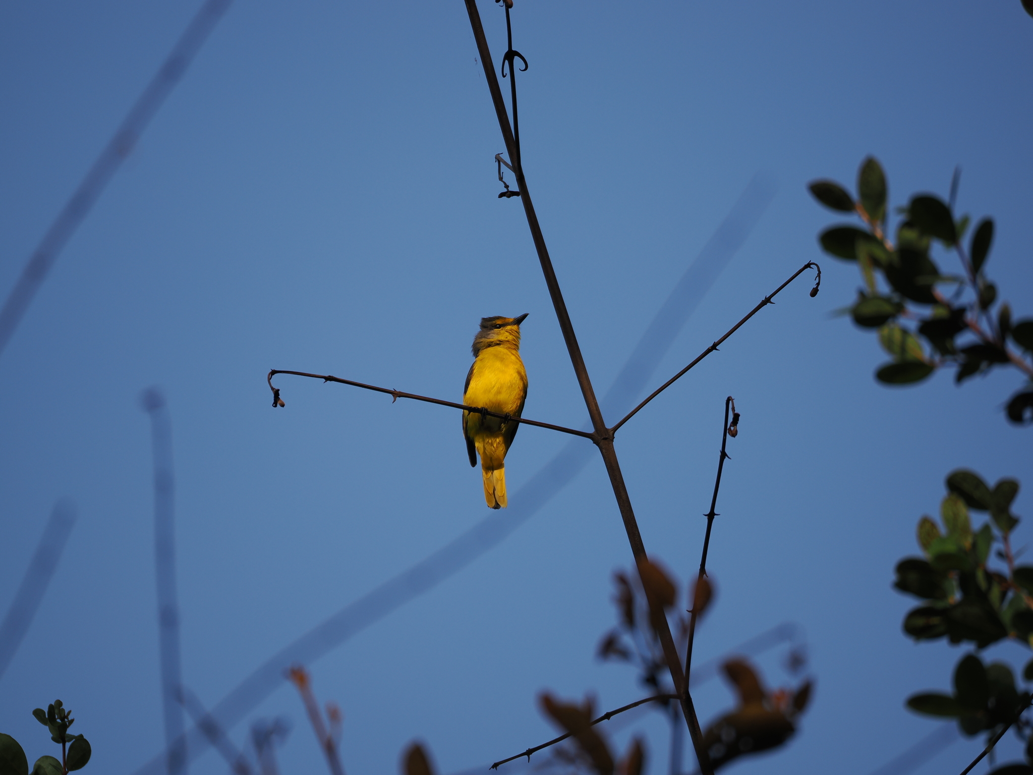 Fiery Minivet (Pericrocotus igneus), photo 4