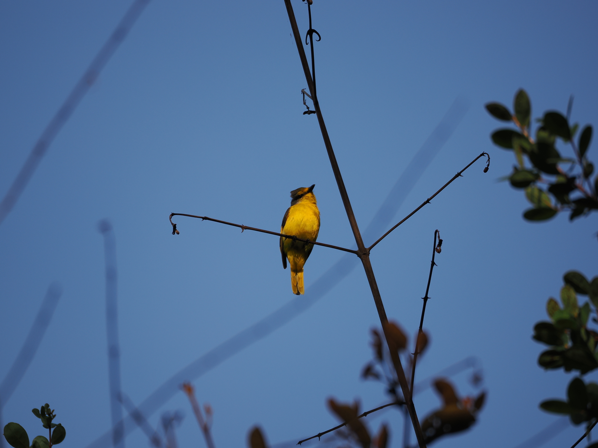 Fiery Minivet (Pericrocotus igneus), photo 6