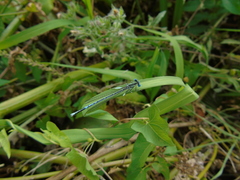 Platycnemis pennipes