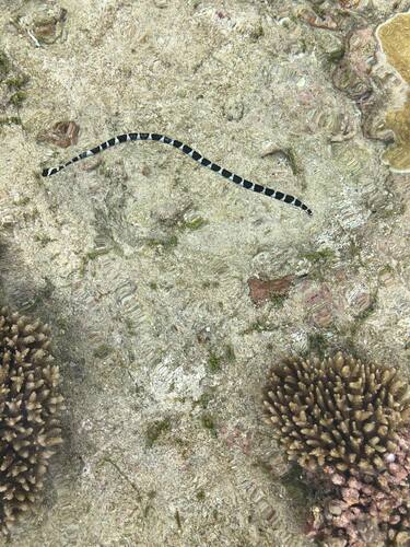 Katuali Sea Krait