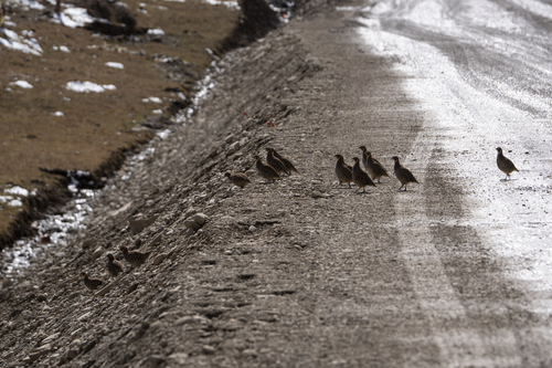 Tibetan Partridge