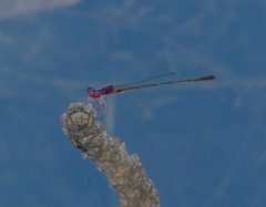 Enallagma dubium