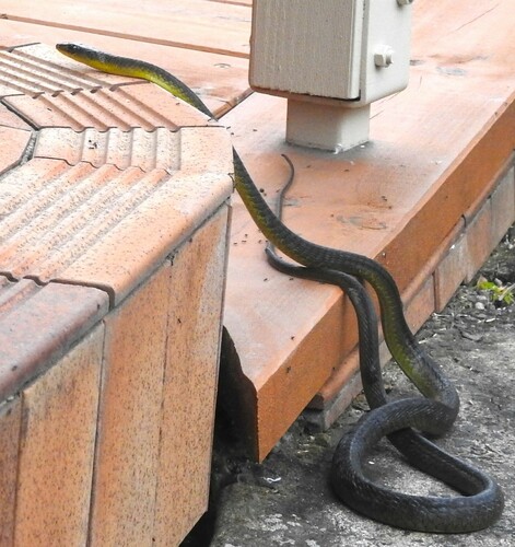 Common Tree Snake sighting